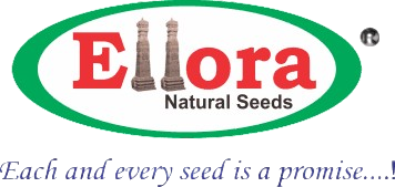 Ellora Seed Ltd
